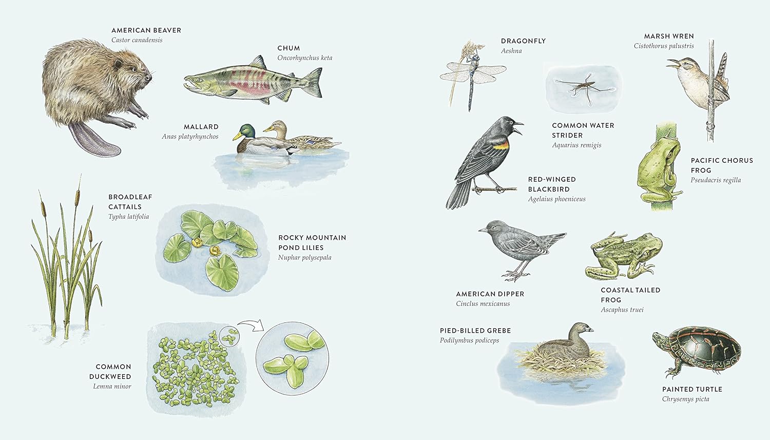 Curious Kids Nature Guide Book - Kids Books - Hello From Portland