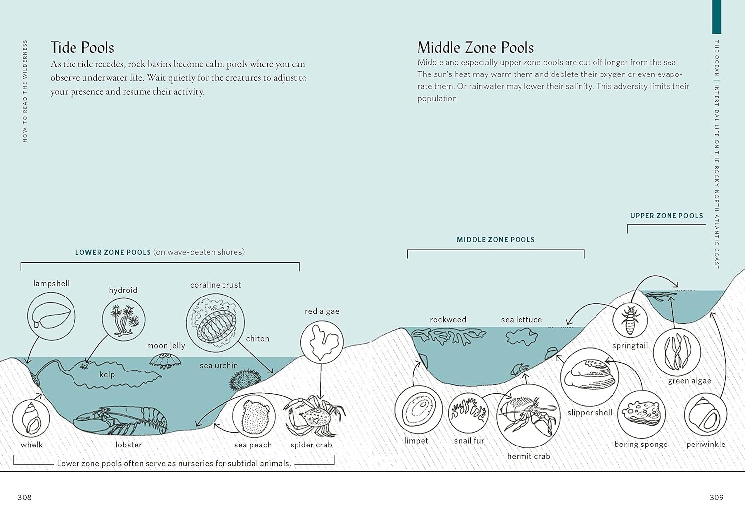 How To Read The Wilderness - Books - Hello From Portland